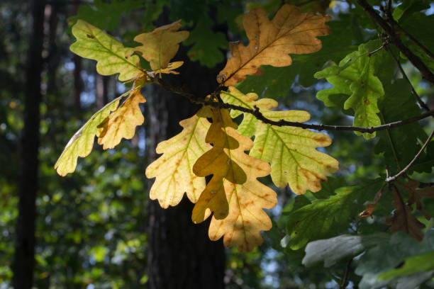 istock colorful oak leaves on twig back lit 1278221947