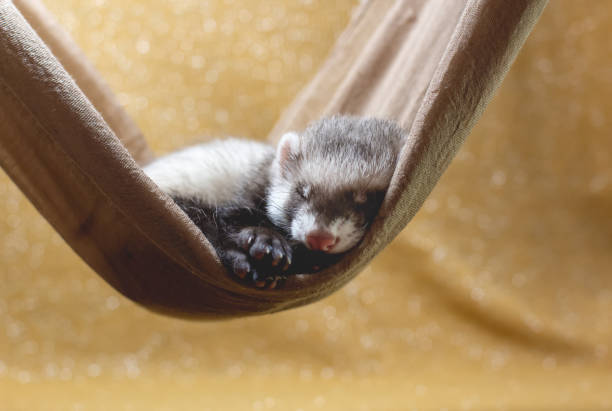 istock The baby ferret is sleeping 1278222012