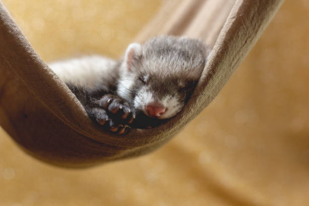 istock The baby ferret is sleeping 1278222066