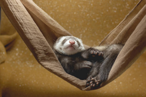 The baby ferret is sleeping