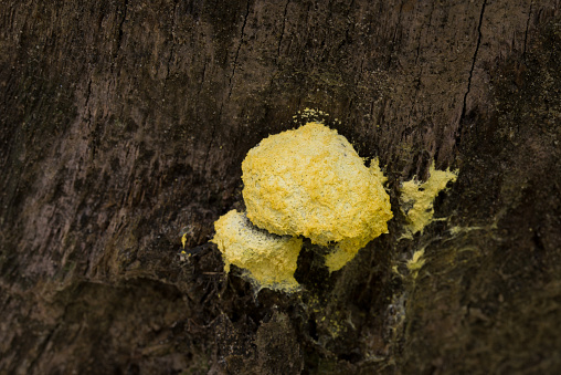Fuligo septica, slime mold, scrambled egg slime fungus on tree stump closeup selective focus