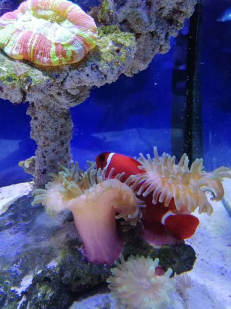 istock Ocean life. Fish Clown 1278222935