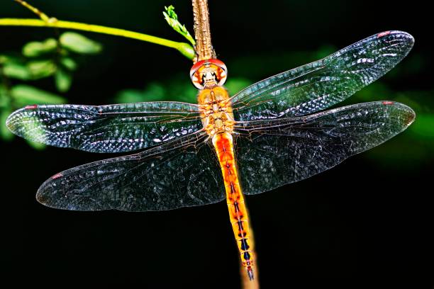 istock Dragonfly and transparent wings on branch. 1278223224
