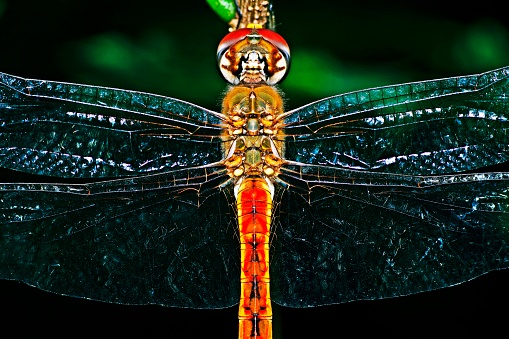 Closed up Dragonfly and transparent wings on branch.