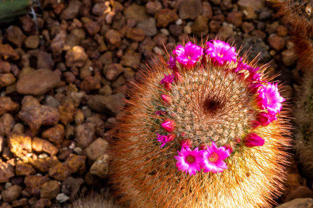 close-up of mammillaria spinosissima 'rubra' or red headed irishman cactus's spiny stem with bright pink tiny flowers blooming against pebbles background in a botanical garden. top view. - mammillaria cactus imagens e fotografias de stock