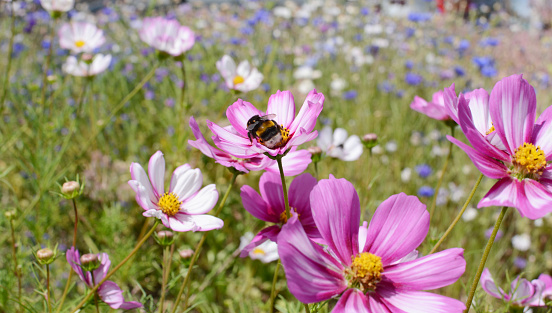 Bumble bee taking nectar from colourful Cosmos Peppermint Rock flowers in a summer flower garden