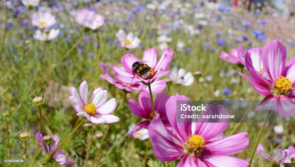 Bumble bee taking nectar from Cosmos flowers Bumble bee taking nectar from colourful Cosmos Peppermint Rock flowers in a summer flower garden Garden Stock Photo