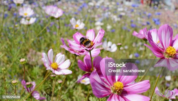 Bumble Bee Taking Nectar From Cosmos Flowers Stock Photo - Download Image Now - Garden, Cosmos Flower, Bee