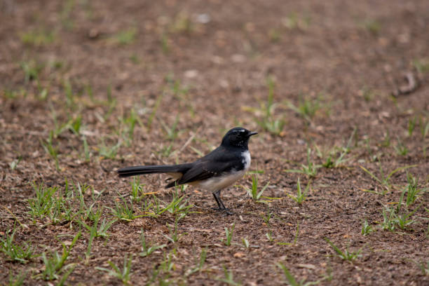 istock this is a side view of a willy wagtail 1278225112