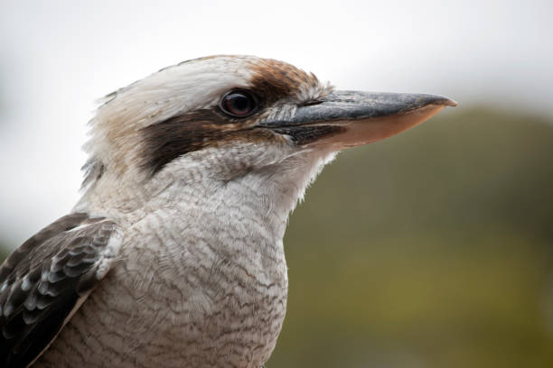istock this is a close up of a laughing kookaburra 1278225412