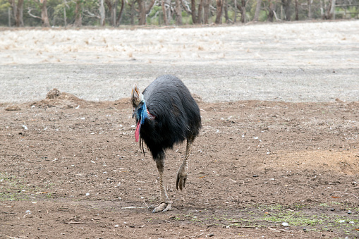 the cassowaryis a large bird that  has long black feathers on his body with a brown helmet and blue and red wattle