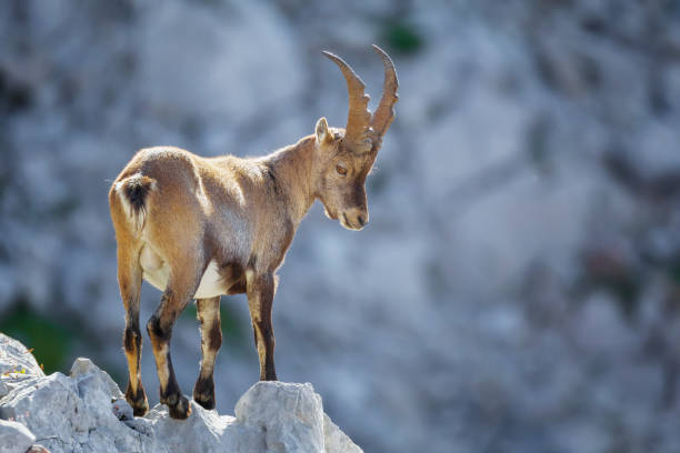 alpenstein-capricorn steht am abgrund und schaut nach unten - alpensteinbock stock-fotos und bilder