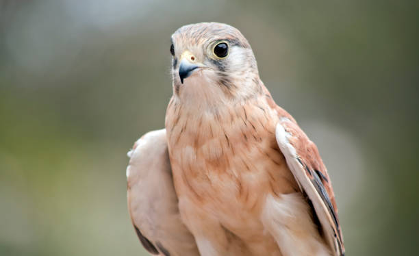 istock this is a close up of an Australian kestrel 1278226286