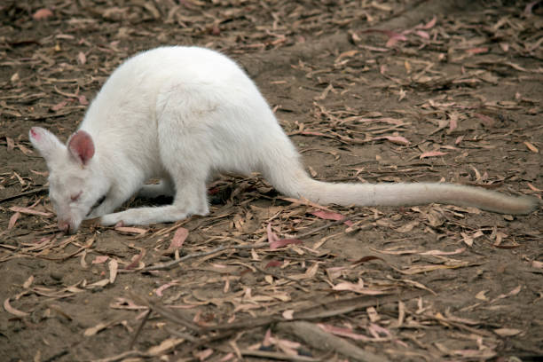 this is a side view of an albino wallaby