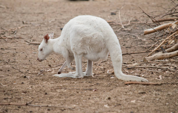 istock the albino kangaroo is eating a leaf 1278226353