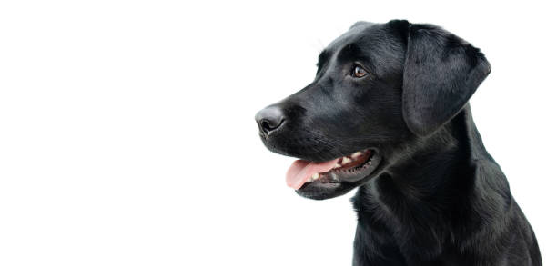 Profile black labrador puppy dog, Isolated on white background. Profile black labrador puppy dog, Isolated on white background. black labrador stock pictures, royalty-free photos & images