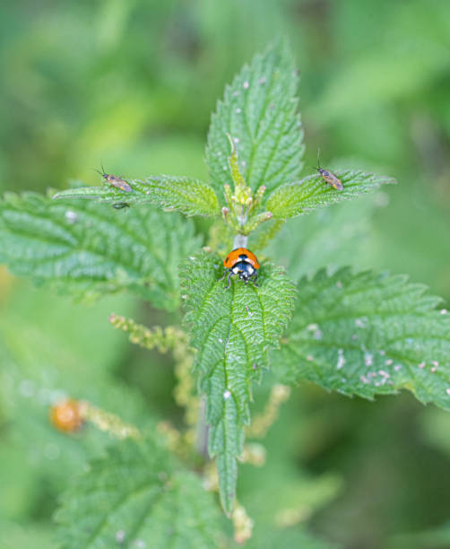 istock Single Ladybird red and black bug on nettle 1278228810
