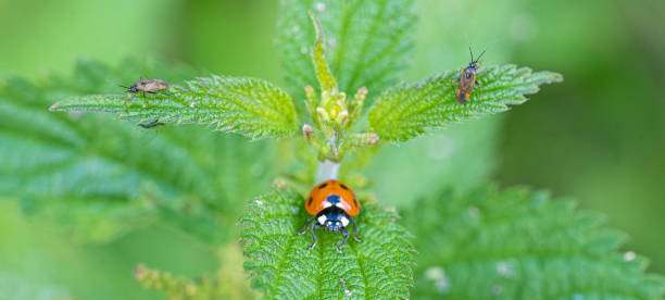 istock Single Ladybird red and black bug on nettle 1278228895