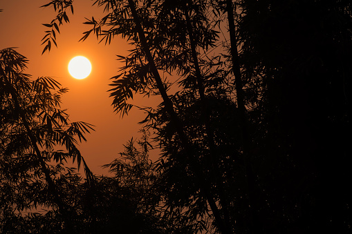 orange morning sunshine behind silhouette bamboos