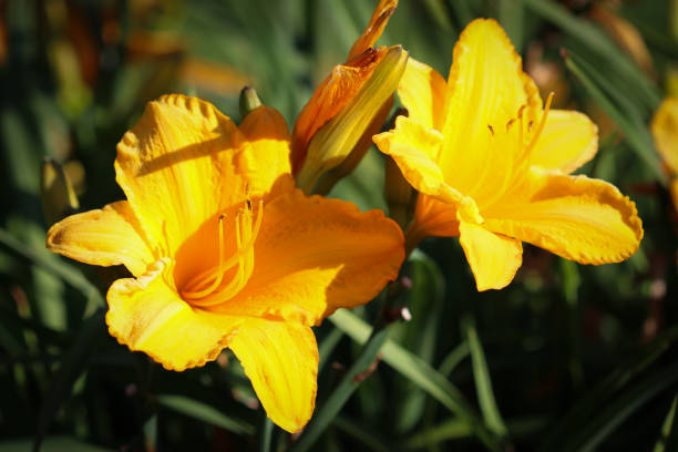 istock Yellow flowers in park 1278229804