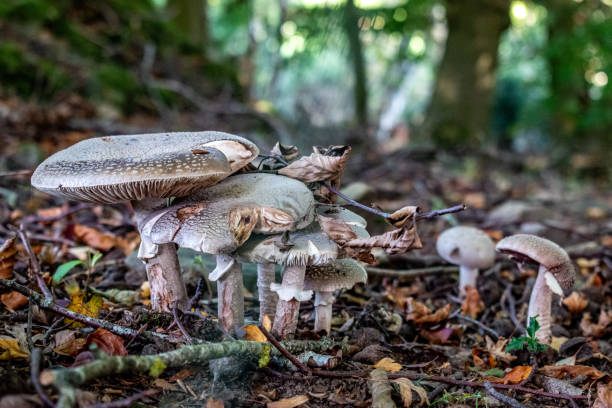 Mushrooms in forest stock photo