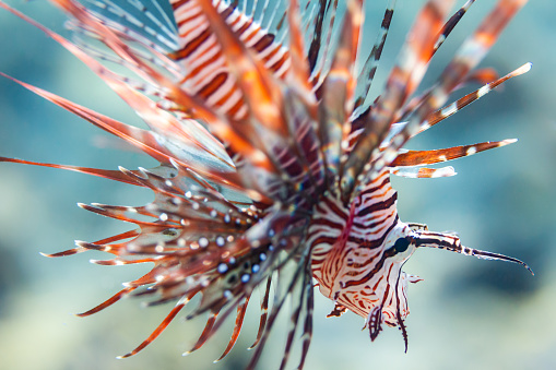 Closeup red lionfish in Red Sea, Sharm Sheikh, Egypt