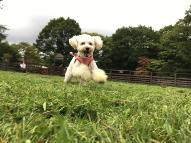 istock My Lovely Dog 1278231779