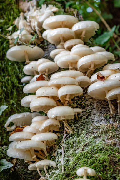 Collection of Amanita mushrooms stock photo