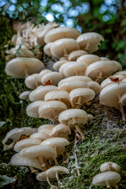 White cap mushrooms on tree stock photo