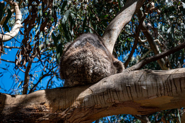 coala, phascolarctos cinereus, dormindo em uma árvore no rio kennett, great ocean road, austrália - koala bear animals in the wild perching - fotografias e filmes do acervo