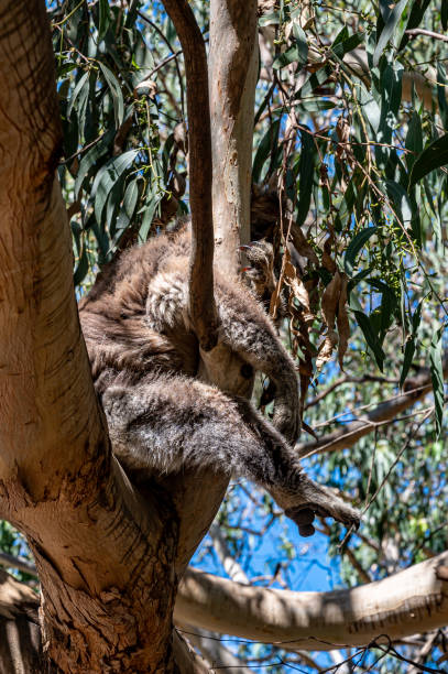 koala, phascolarctos cinereus, dormant dans un arbre dans la rivière kennett, great ocean road, australie - bluegum tree photos et images de collection