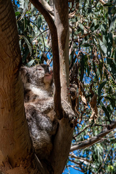 coala, phascolarctos cinereus, dormindo em uma árvore no rio kennett, great ocean road, austrália - koala bear animals in the wild perching - fotografias e filmes do acervo