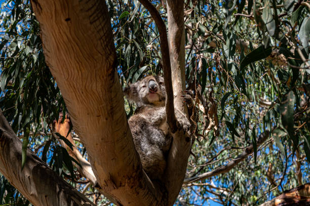 koala, phascolarctos cinereus, dormant dans un arbre dans la rivière kennett, great ocean road, australie - bluegum tree photos et images de collection