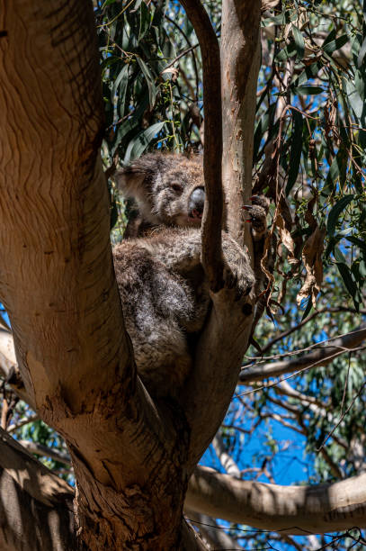 koala, phascolarctos cinereus, dormant dans un arbre dans la rivière kennett, great ocean road, australie - bluegum tree photos et images de collection