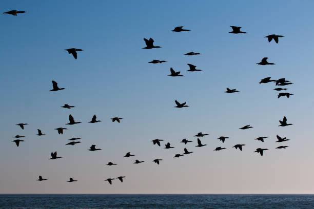 istock A flock of Cape cormorant or Cape shag 1278233898