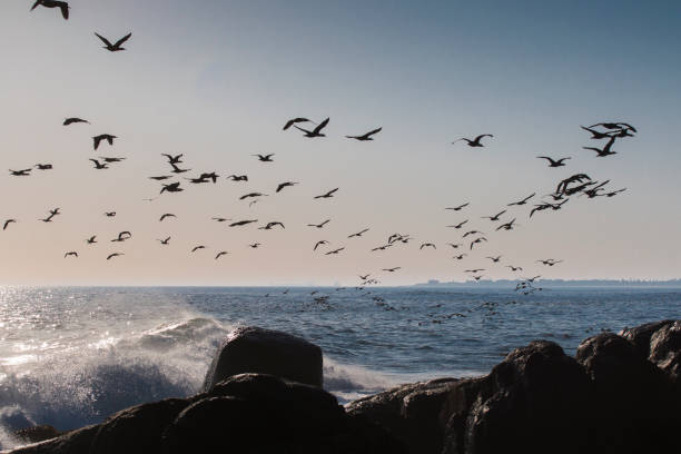 A flock of Cape cormorant or Cape shag (Phalacrocorax capensis) birds flying past over the ocean with rocks and waves breaking