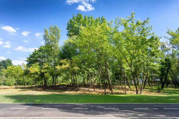 istock Road in green park, side view 1278233993