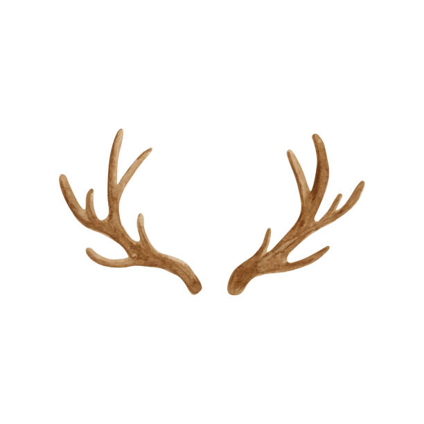 illustrations, cliparts, dessins animés et icônes de illustration d’aquarelle de cornes d’antler. - antler stag deer trophy