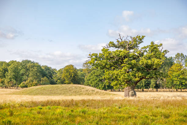 istock Solitary oak tree and bronze age grave 1278235474