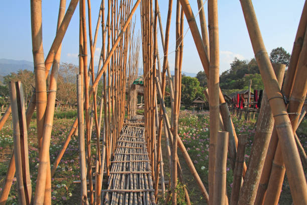 Bridge made from bamboo Bridge made from bamboo bamboo bridge stock pictures, royalty-free photos & images