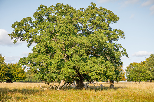 Solitary oak tree in an open landscape in The Deer Garden, Dyrehaven which is a former royal hunting ground which is converted into a popular public park and since 2015 has been a UNESCO World Heritage Site.