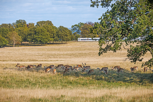 Group of fallow deer hiding in the shadow on a sunny day in The Deer Garden, Dyrehaven which is a former royal hunting ground which is converted into a popular public park and since 2015 has been a UNESCO World Heritage Site.