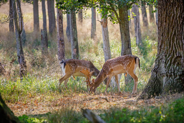 zwei männliche damhirsche - forest deer stag male animal stock-fotos und bilder