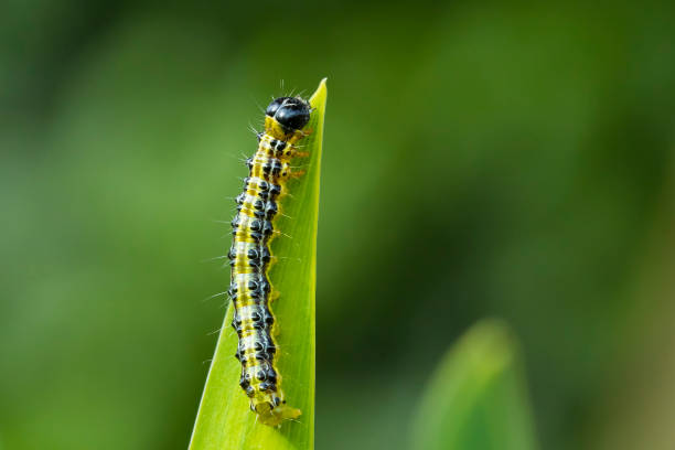 istock Box tree moth caterpillar, Cydalima perspectalis, closeup 1278237665
