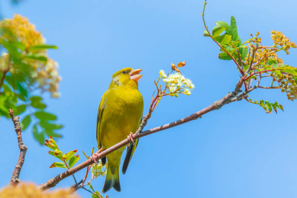 istock Greenfinch Chloris chloris bird singing 1278237668