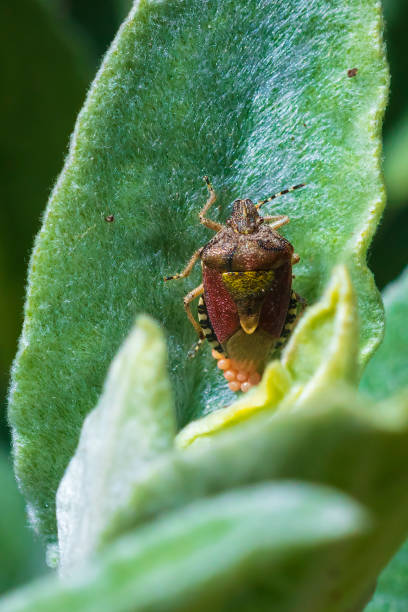 istock Closeup of a Sloe Bug insect, Dolycoris baccarum, laying eggs 1278237669