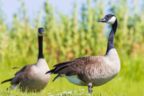 istock Canadian goose Branta canadensis in a meadow 1278237685