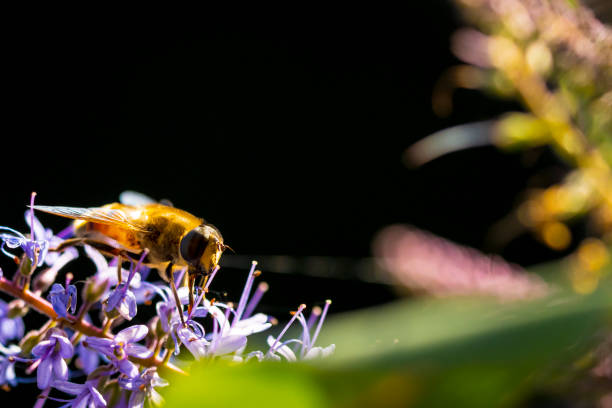 istock Honey bee Apis mellifera pollination 1278237697