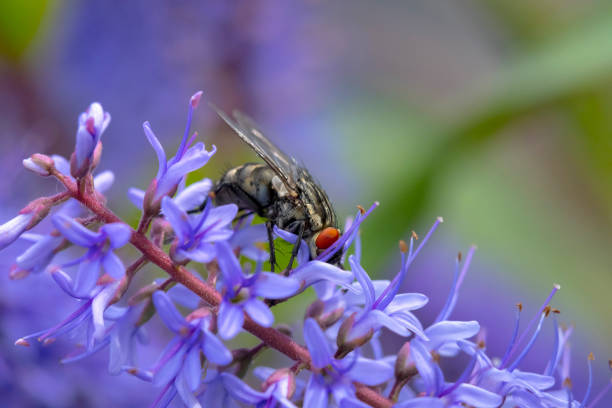 Flesh fly, Sarcophagidae , pollinating purple flowers. Flesh fly, Sarcophagidae , pollinating purple flowers. flesh fly photos stock pictures, royalty-free photos & images