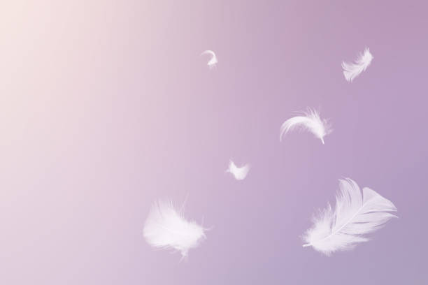 istock White feathers floating in the sky  purple pastel tone with sunlight 1278237762